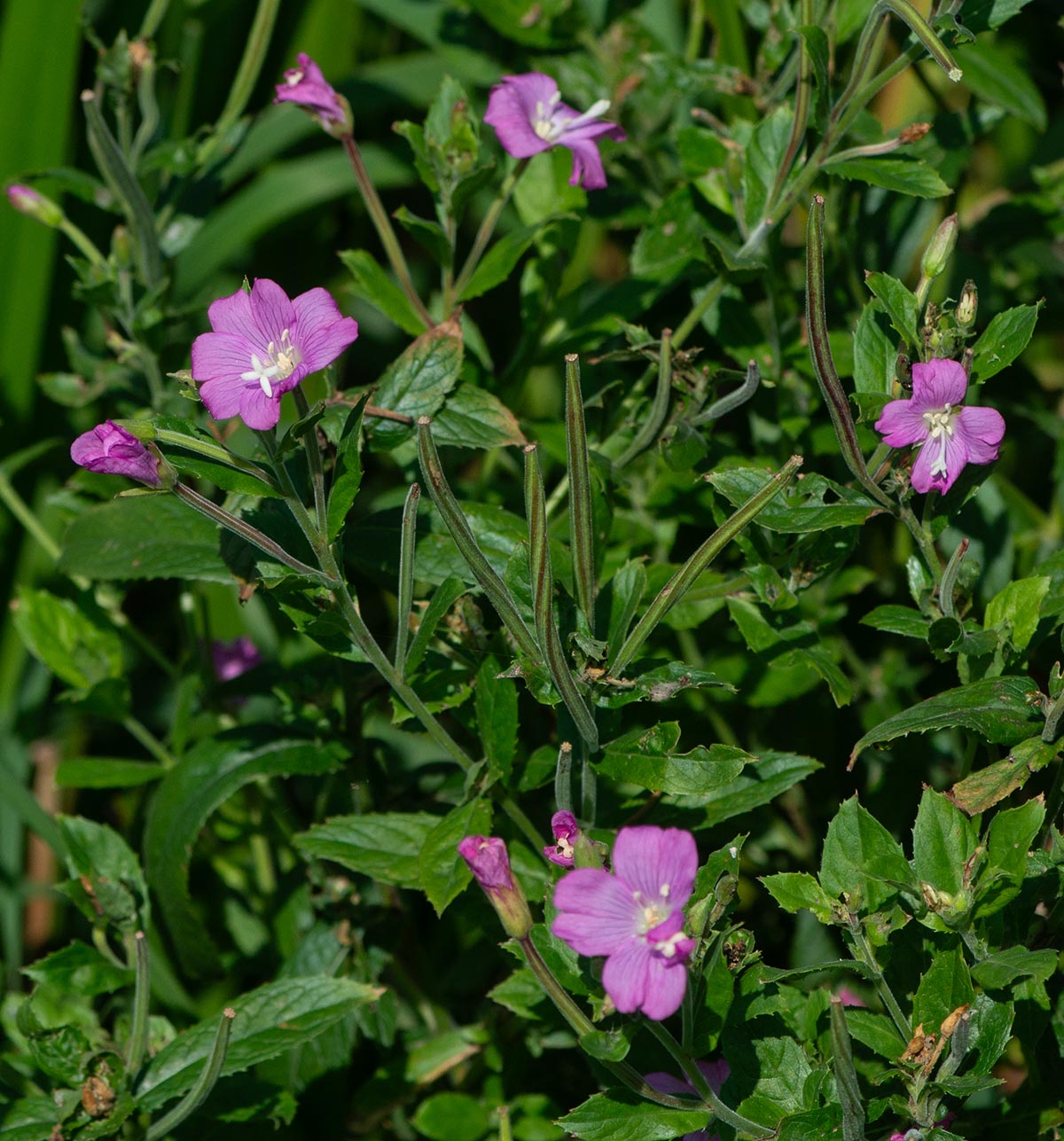 Blüten und Früchte